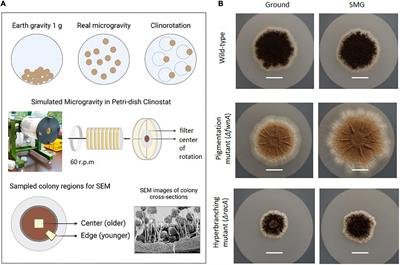 Colony growth and biofilm formation of Aspergillus niger under simulated microgravity